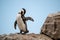 An African penguin cleaning its feathers