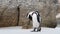 African penguin cleans feathers with beak.