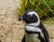 African penguin in closeup with his head, portrait of a endangered water bird from the coast of Africa