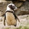 African penguin collecting nesting material