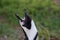 African penguin donkey call