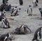 African penguin family: mother feeds her two new born babies chickes. Cape town. South Africa.