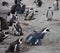 African penguin family: mother feeds her two new born babies chickes. Cape town. South Africa.