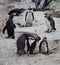 African penguin family: mother with two new born babies chickes. Cape town. South Africa.