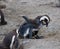 African penguin family: mother with two new born babies chickes. Feeding chickers