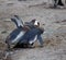 African penguin family: mother with two new born babies chickes. Feeding chickers