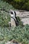 African penguin hiding in vegetation