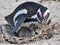 African penguin and its chicks