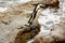 An African Penguin leaping from one rock to the next rock