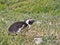 African penguin lying down on the ground