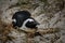 African penguin lying on nest