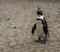 African penguin opening its beak and screaming, funny animal portrait of a endangered bird specie from the coast of Africa
