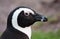 African Penguin portrait