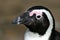 African penguin portrait