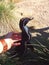 African penguin portrait between grass