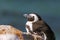 African penguin relaxing on the rock in South Africa