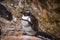 African penguin relaxing on the rock in South Africa