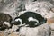 African penguin relaxing on the rock in South Africa