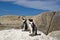 African Penguin on rock