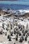 African penguin on the rocks near the ocean in Betty`s Bay, Western Cape, South Africa