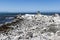 African penguin on the rocks near the ocean in Betty`s Bay, Western Cape, South Africa