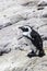 African penguin on the rocks near the ocean in Betty`s Bay, Western Cape, South Africa