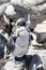 African penguin on the rocks near the ocean in Betty`s Bay, Western Cape, South Africa