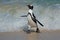 African penguin running