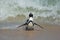 African penguin running on beach
