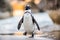 African penguin on the sandy beach