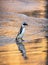 African penguin on the sandy beach in sunset light. African penguin also known as the jackass penguin, black-footed penguin.