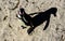 African penguin and shadow