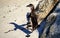 An African Penguin and shadow leaping from a rock