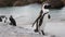 African penguin shakes off on a rocky shore.