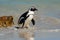 African penguin in shallow water