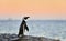 The African penguin on the shore in evening twiligh,red sunset sky.