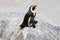 African penguin sleeping, Boulders Beach, South Africa