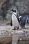 African Penguin (Spheniscus demersus)