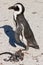 African penguin (spheniscus demersus)