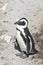 African Penguin Spheniscus demersus  on the beach at Stony Pont Nature Reserve, Betty`s Bay, Western Cape, South Africa