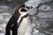 African penguin - Spheniscus demersus or black footed penguin on rock background. Cute marine wild bird at the zoo, waterbird