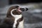 African penguin - Spheniscus demersus or black footed penguin on rock background. Cute marine wild bird at the zoo, waterbird