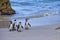 African Penguin, Spheniscus demersus, Boulders Penguin Colony, Table Mountain National Park