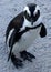 African penguin(Spheniscus demersus) Close-Up on the beach, Western Cape, South Africa