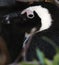 African penguin(Spheniscus demersus) Close-Up profile, Western Cape, South Africa