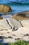 African penguin(Spheniscus demersus) Lone Penguin, Western Cape, South Africa