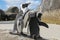 African Penguin (Spheniscus demersus) pair