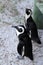 African penguin(Spheniscus demersus) Peeking from under boardwalk, Western Cape, South Africa