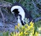 African penguin(Spheniscus demersus) Penguin, Western Cape, South Africa