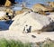 African penguin(Spheniscus demersus) Penguin, Western Cape, South Africa